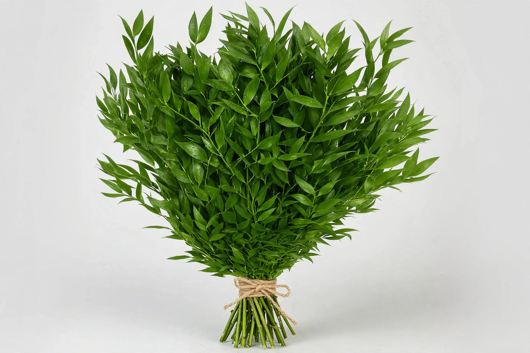 Ruscus Italian 200 Gr - 10 Bunches/Box