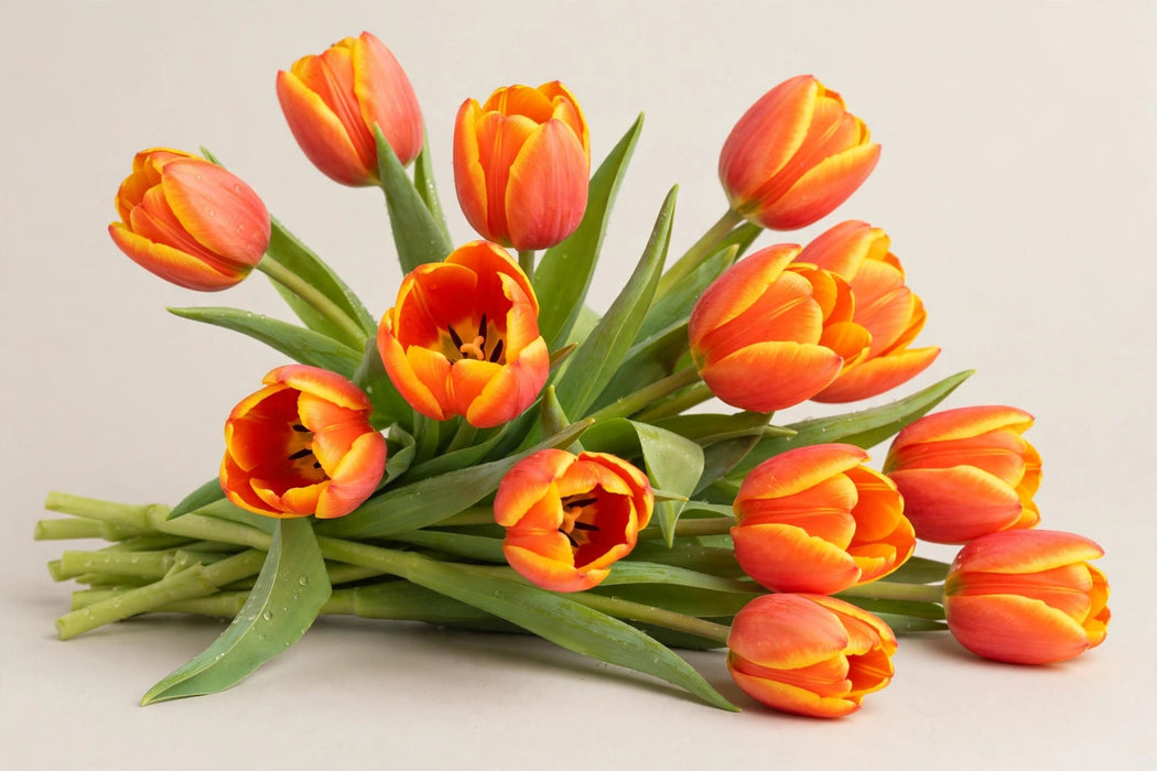 Tulip Collective - Ad Rem 40cm 50gr (50 STEMS / BX)
