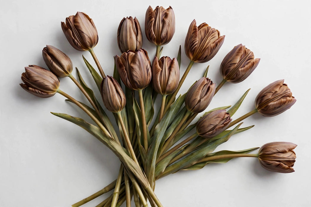 Tulip Collective - Dyed Brownies 37cm 35gr (50 STEMS / BX)