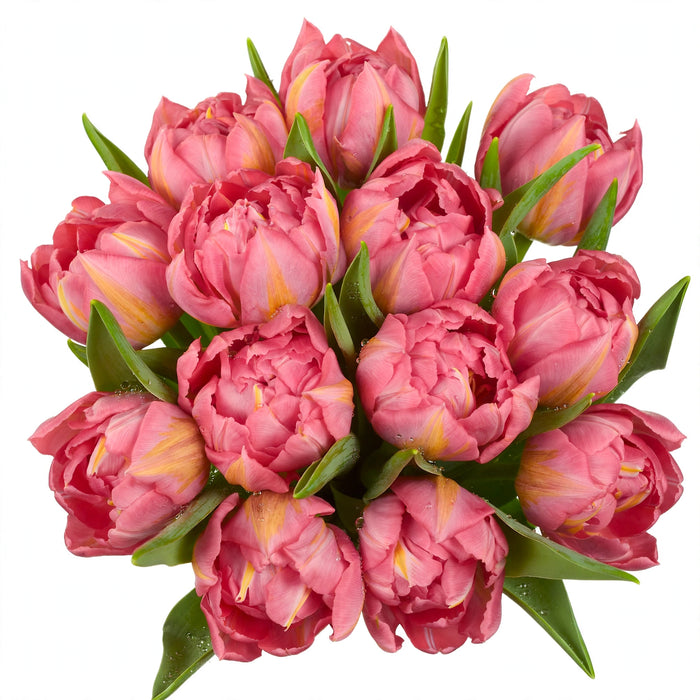 Tulip Collective - Double Flash Point 37Cm 35Gr - Pink - 150 Stems