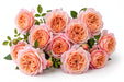 Next Day Delivery - ROSE WABARA MIYABI 45cm 5,5cm 12st - Peach - 48 Stems [LIMITED]