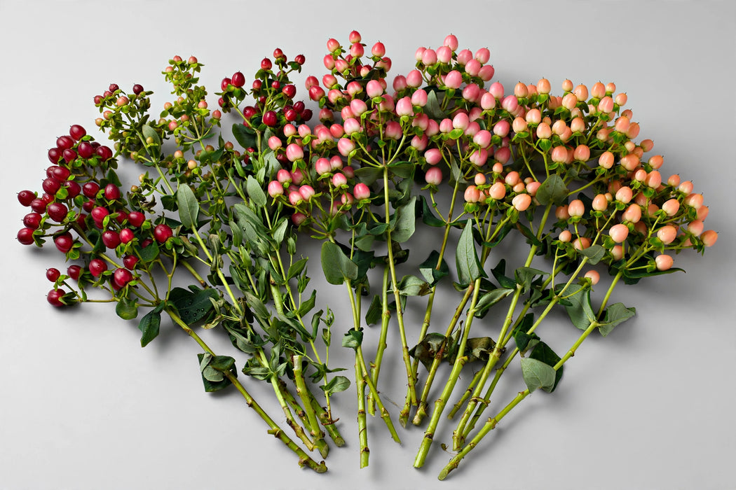Next Day Delivery - Hypericum Coco Mix 60CM 18BU/BX