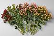 Next Day Delivery - Hypericum Coco Mix 60CM 18BU/BX