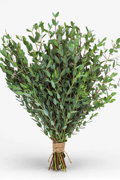 Parvifolia Euc. 10BU/BX