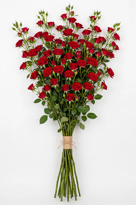 Spray Roses Red Mikado 50cm 120ST/BX