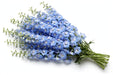 Next Day Delivery - DELPHINIUM EL PARAMO CELESTE 100cm 10st - Light Blue - 60 Stems [LIMITED]