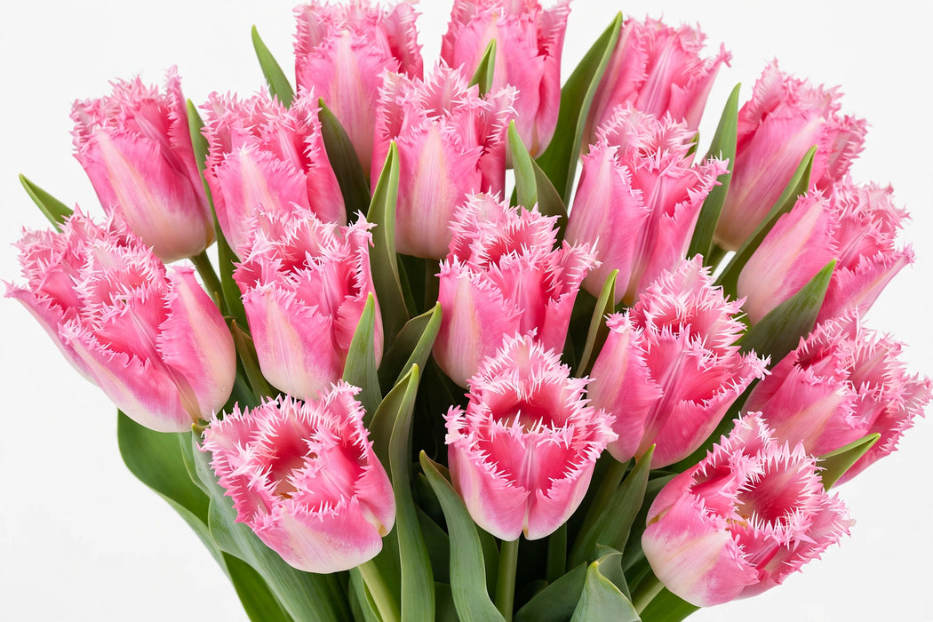 Tulip Collective - Frill Polder Pink 40Cm 40Gr - Pink - 150 Stems