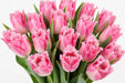 Tulip Collective - Frill Polder Pink 40Cm 40Gr - Pink - 150 Stems