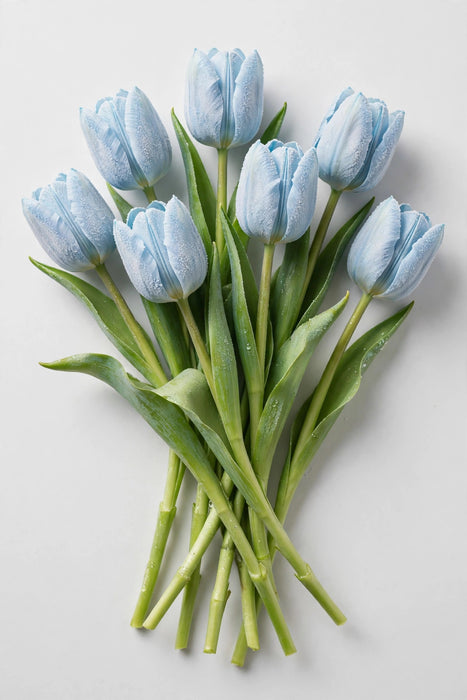 Tulip Collective - Dyed Frost Elsa 37cm 35gr (50 STEMS / BX)