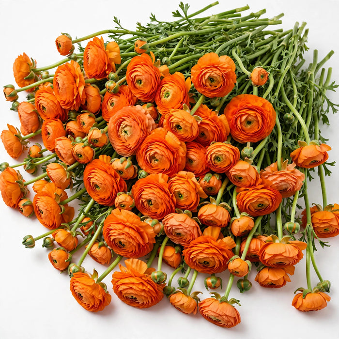 The Ranunculus Collection - Ranunculus Orange 30-40CM (100 STEMS / BX)
