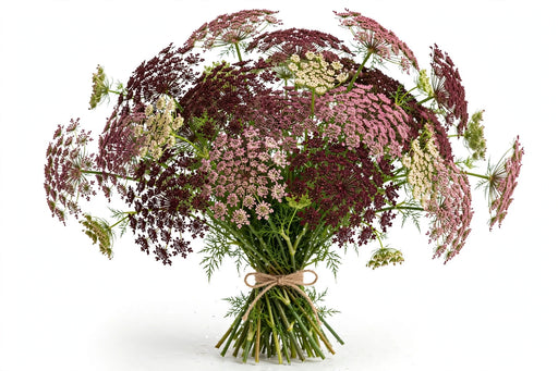 Chocolate Lace - 12 Bunches/Box
