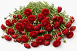 The Ranunculus Collection - Romance Ranunculus Get Lucky Red 30-40CM (100 STEMS / BX)