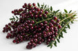 Next Day Delivery - Hypericum Burgundy 60CM 9BU/BX