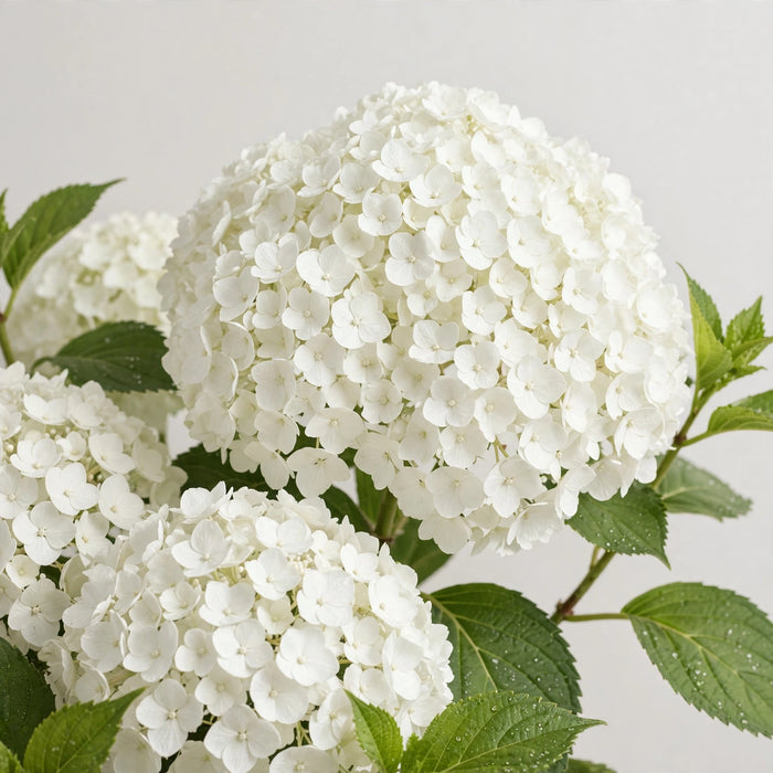 Hydrangea Royal Princess 60CM 16CM - White - 10 Stems