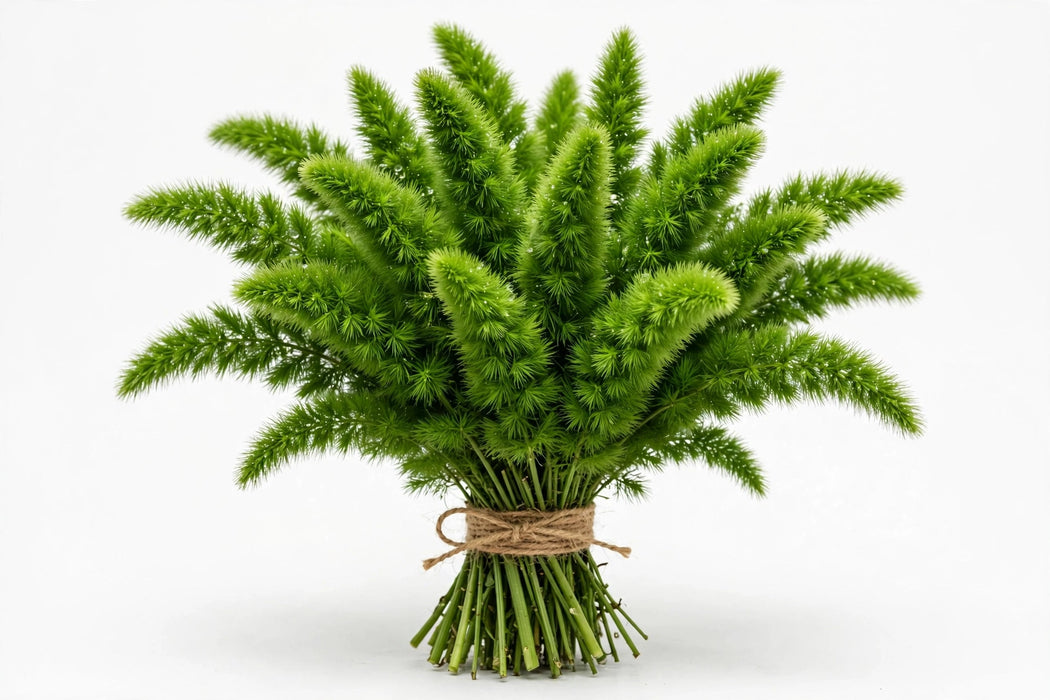 Foxtail Fern - 15 Bunches/Box