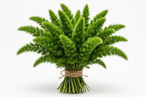 Foxtail Fern - 15 Bunches/Box