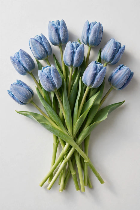 Tulip Collective - Dyed Frost Blue 37cm 35gr (50 STEMS / BX)