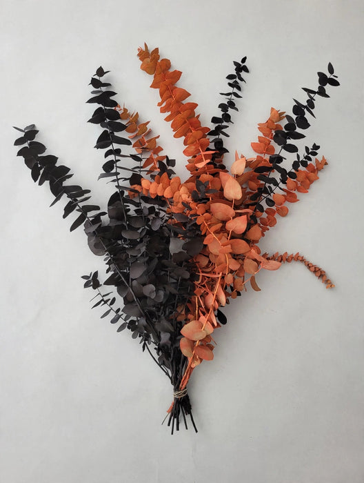 Italian Preserved - Euc Stuartiana Orange & Black - 20 Bunches / Box (Mix & Match)