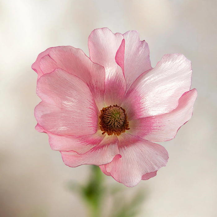 Ranunculus Flower Collection - Butterfly Ranunculus Lycia Pink 40-50CM (120 STEMS / BX)