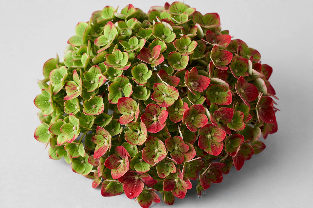 Hydrangea Classic Green-red 50CM 16CM - Bicolor Green-Red - 40 Stems