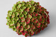 Hydrangea Classic Green-red 50CM 16CM - Bicolor Green-Red - 40 Stems