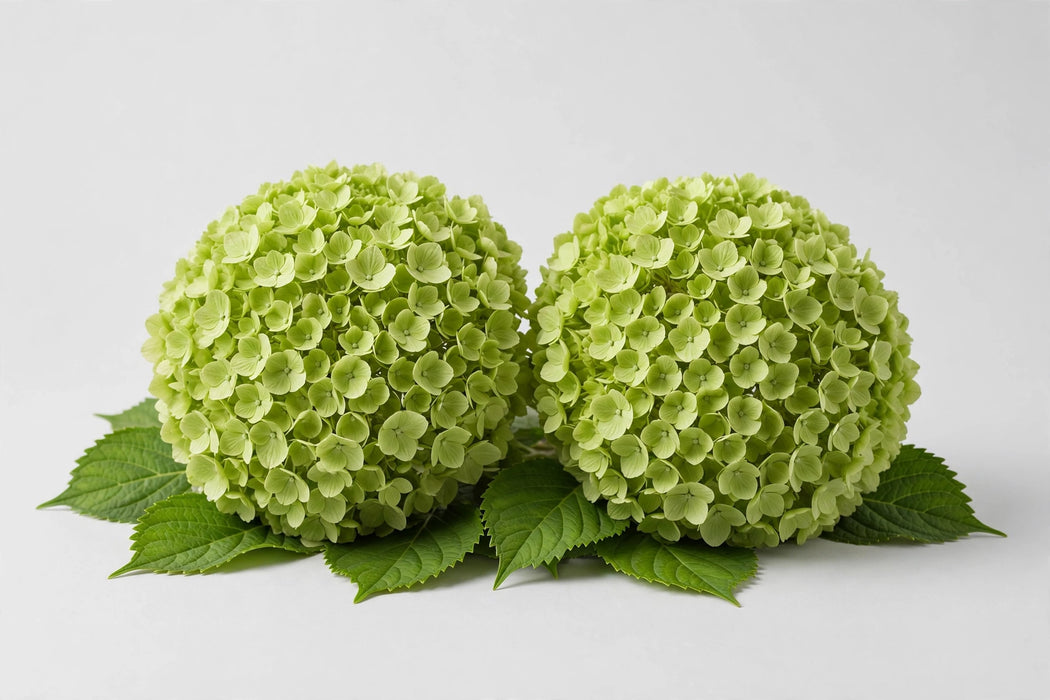Hydrangea Classic Cannon Ball 50CM 16CM - Green - 20 Stems