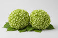Hydrangea Classic Cannon Ball 50CM 16CM - Green - 20 Stems