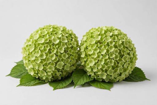 Hydrangea Classic Cannon Ball 50CM 16CM - Green - 20 Stems