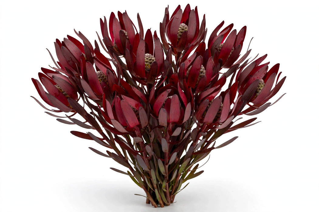 Next Day Delivery - LEUCADENDRON SAFARI SUNSET 80cm 10st - Burgundy - 150 Stems [LIMITED]