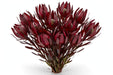 Next Day Delivery - LEUCADENDRON SAFARI SUNSET 80cm 10st - Burgundy - 150 Stems [LIMITED]