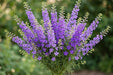 Next Day Delivery - LARKSPUR BLUE 70cm 10st - Purple - 140 Stems [Limited]