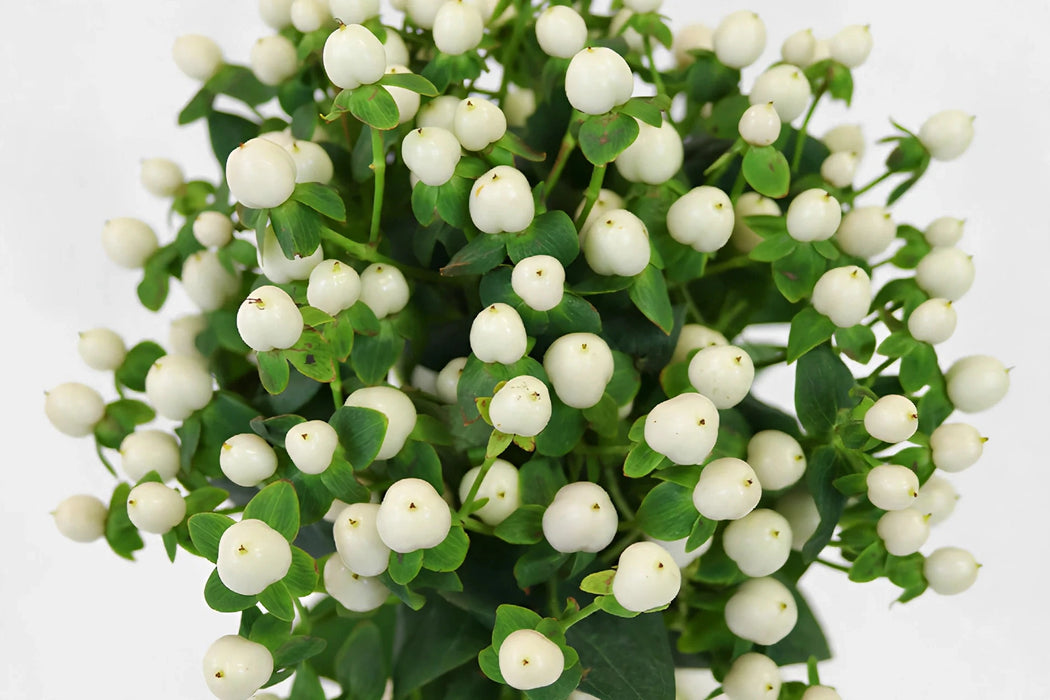 Next Day Delivery - HYPERICUM COCO UNO 60cm 10st - White - 80 Stems [LIMITED]