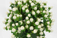 Next Day Delivery - HYPERICUM COCO UNO 60cm 10st - White - 80 Stems [LIMITED]