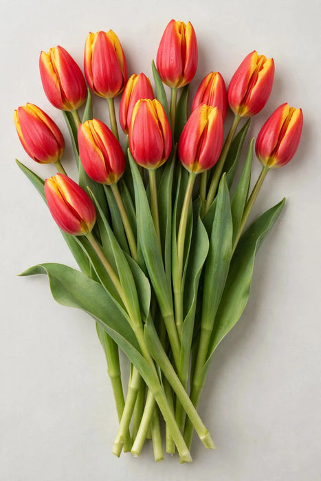 Tulip Collective - Tarzan 45cm 50gr (50 STEMS / BX)