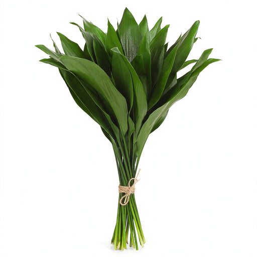 Aspidistra Green - 15 Bunches/Box