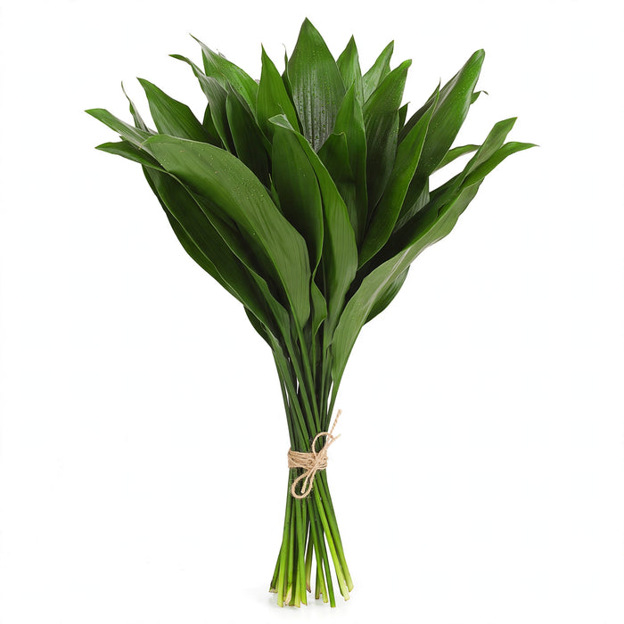 Aspidistra Green - 15 Bunches/Box