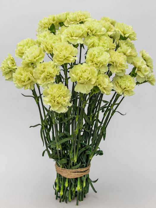 Carnation Green Belle Fille - 175 Stems