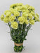 Carnation Green Belle Fille - 175 Stems