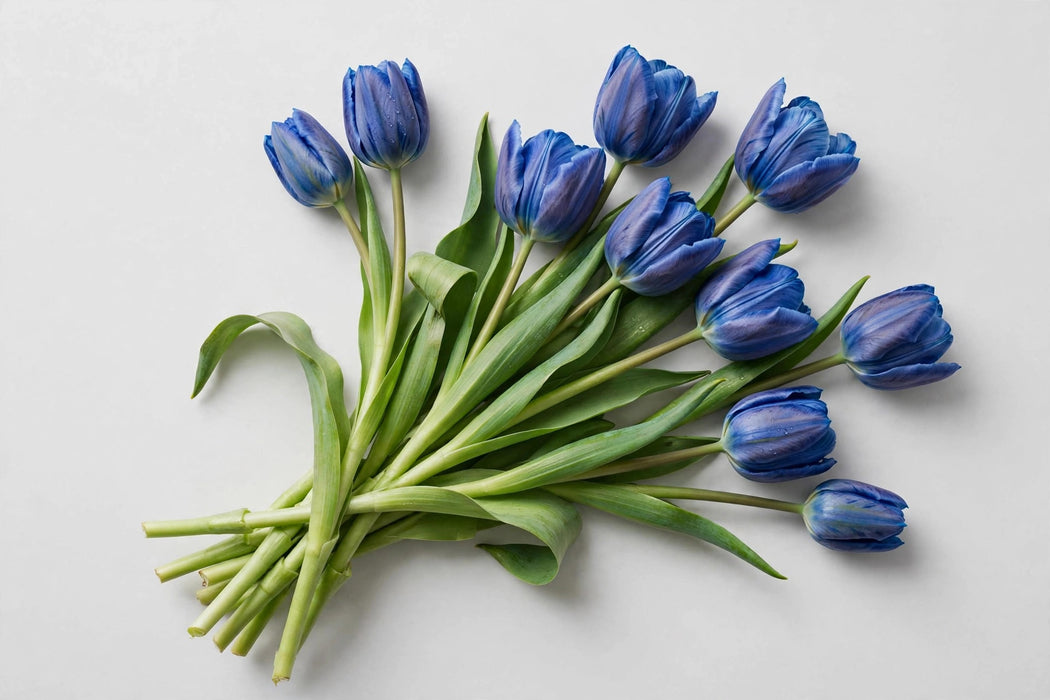 Tulip Collective - Dyed Delft Blue 37cm 35gr (50 STEMS / BX)