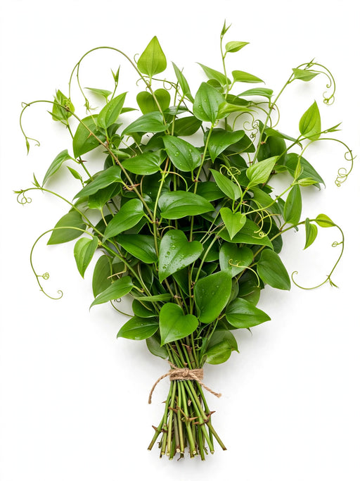 Wild Smilax 10 Lbs