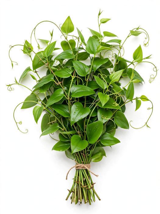 Wild Smilax 10 LBS