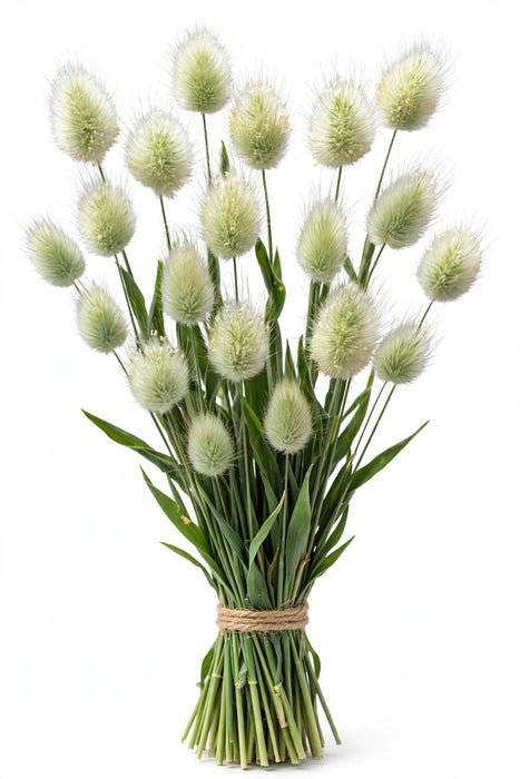 Bunny Tail Grass - 12 Bunches/Box
