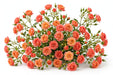 Next Day Delivery - ROSE SPRAY FIBONACCI AUREUS 50cm 10st X100 - Coral - 100 Stems [LIMITED]