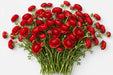 The Ranunculus Collection - Ranunculus Red 40-50CM (100 STEMS / BX)