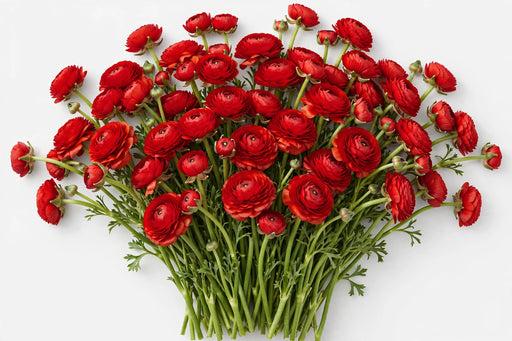 The Ranunculus Collection - Ranunculus Red 40-50CM (100 STEMS / BX)