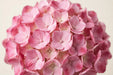 Hydrangea Classic Rodeo Old Pink 60CM 18CM - Bicolor Pink - 30 Stems