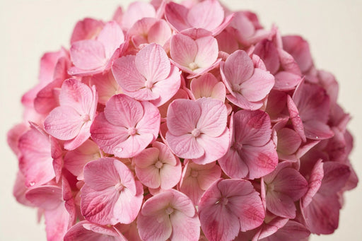 Hydrangea Classic Rodeo Old Pink 60CM 18CM - Bicolor Pink - 30 Stems