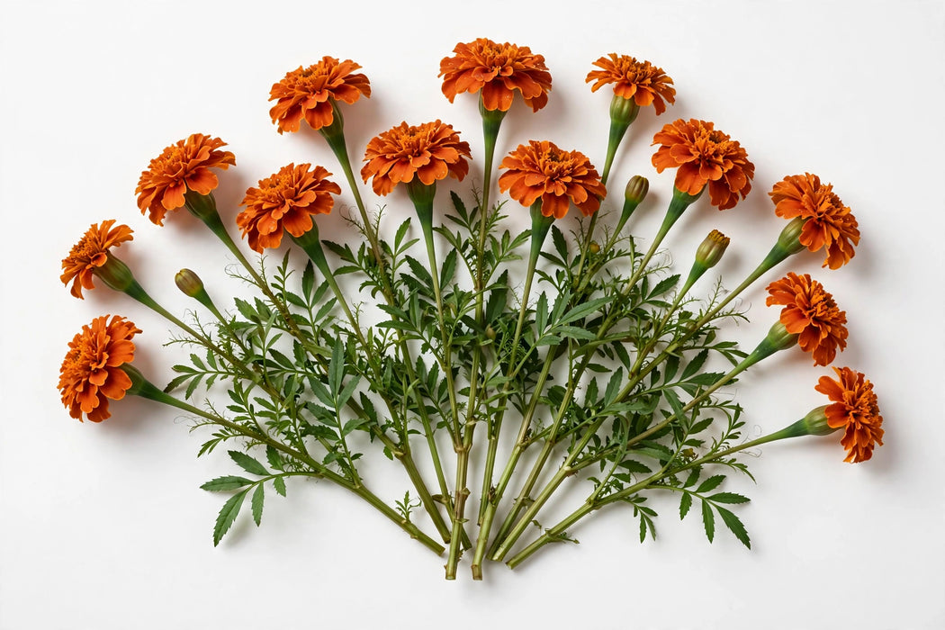 Next Day Delivery - FRENCH MARIGOLD 60cm 10st - Terracota - 100 Stems [LIMITED]