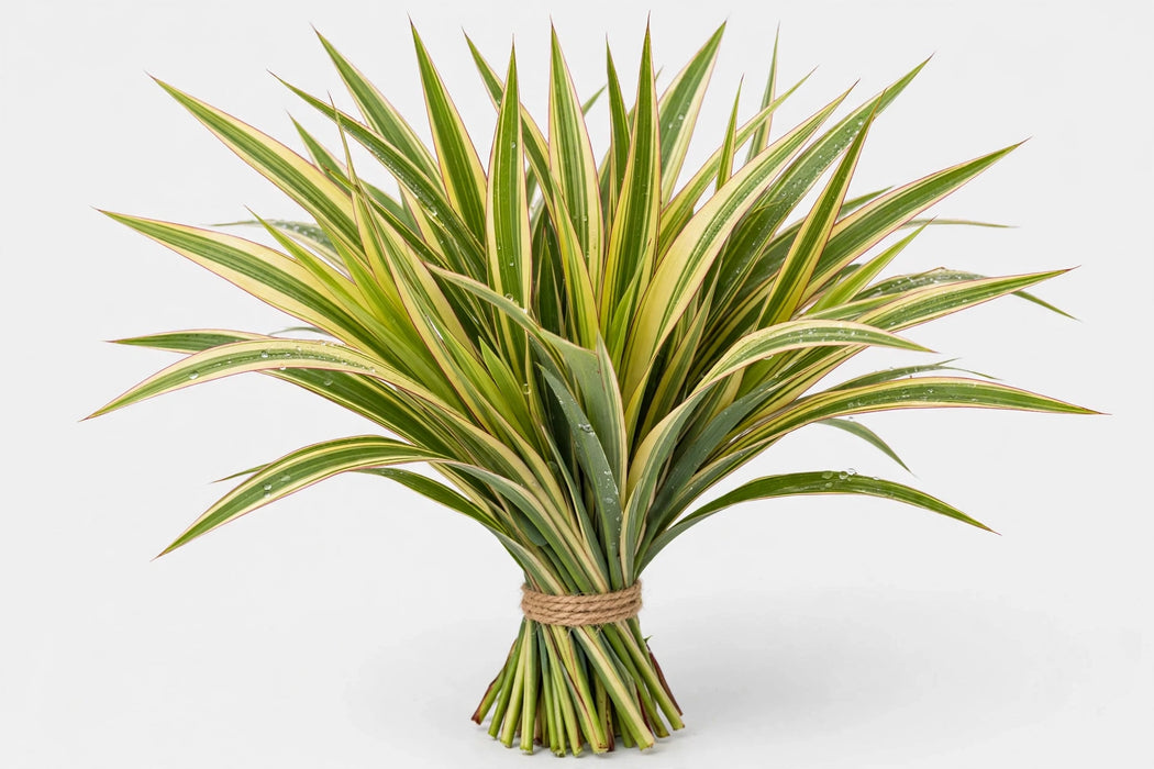 Flax Variegated - 20 Bunches/Box