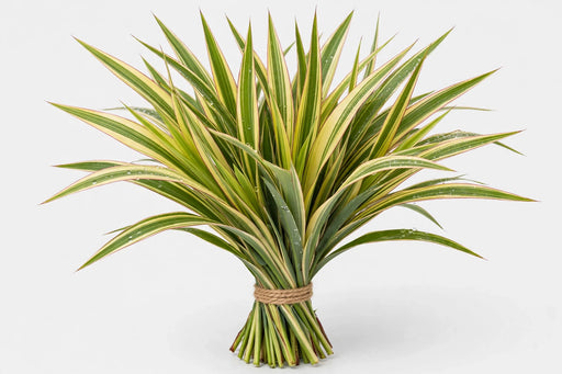 Flax Variegated - 20 Bunches/Box